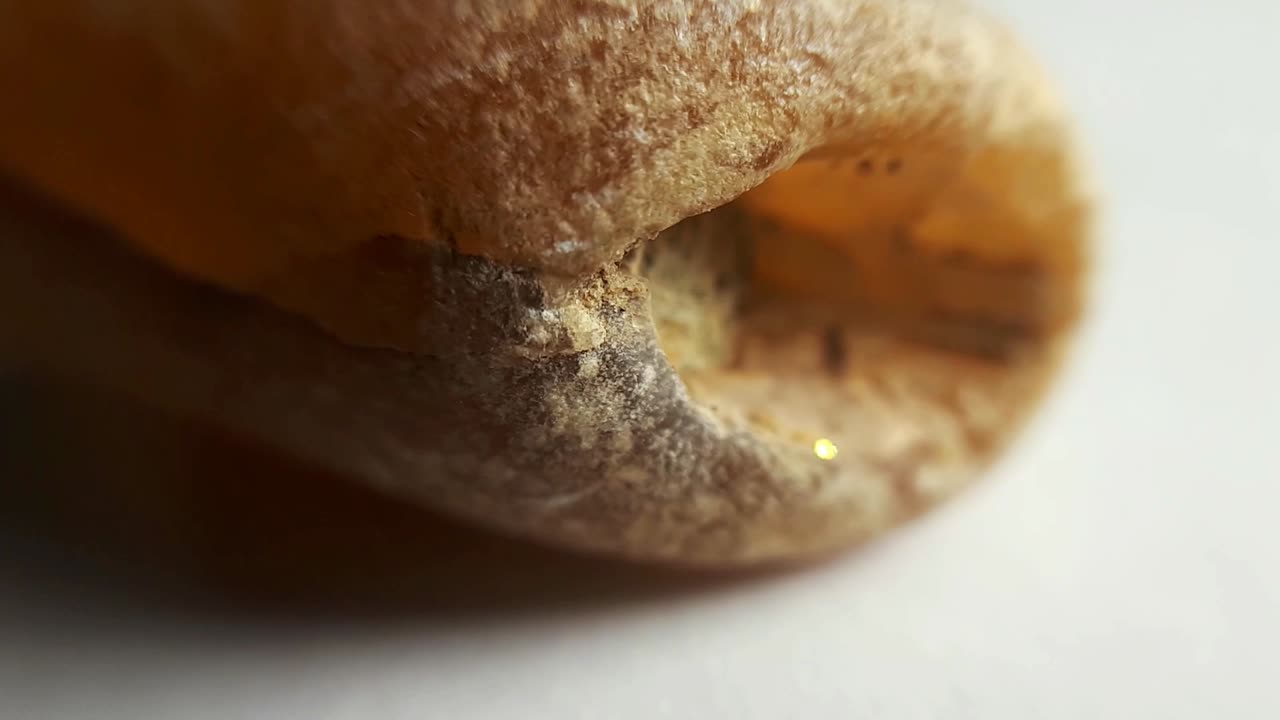 화이트에 화석화 된 belemnite. 매크로 클로즈업 스튜디오 샷-3