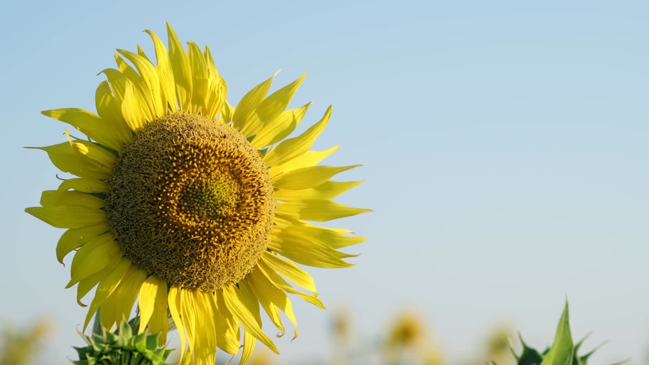 꽃에서 해바라기 꽃의 클로즈업 영상입니다.