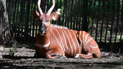 zoological-park-in-France:-furry-deer-with-striped-patterns,-sitting-on-the-ground-near-a-fence