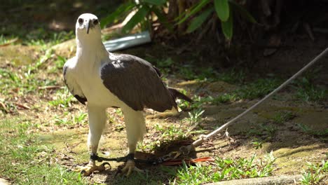 The-leg-of-eagle-is-tied-and-lost-freedom