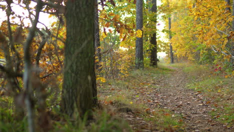 Sendero-Forestal-Bordeado-De-Colorido-Follaje-Otoñal