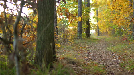 forest trail lined with colorful autumn foliage