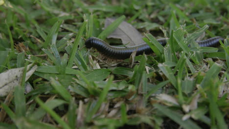 Close-up-footage-of-a-millipede-slowly-crawling-through-blades-of-grass