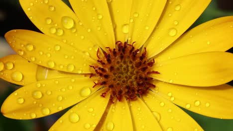 una flor de jardín amarilla cubierta de gotas de lluvia
