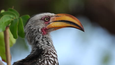 Südlicher-Gelbschnabel-Nashornvogel-Sitzt-Auf-Einem-Ast---Nahaufnahme