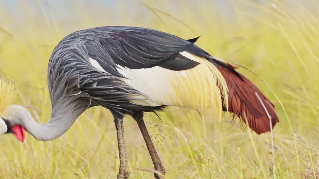 fotografía en cámara lenta de primer plano detallada de una grulla coronada gris alimentándose y pastando en la hierba alta de la reserva nacional de masai mara, kenia, áfrica animales de safari en masai mara