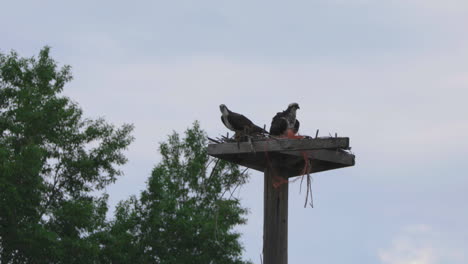 Schwarzer-Phoebe-Vogel-Thront-Auf-Holzpfosten-In-Idaho---Umlaufbahn