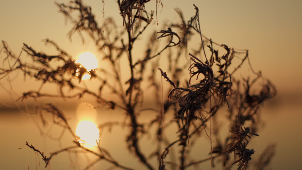 얼어붙은 식물 위에서 해가 뜨거나 해가 지면