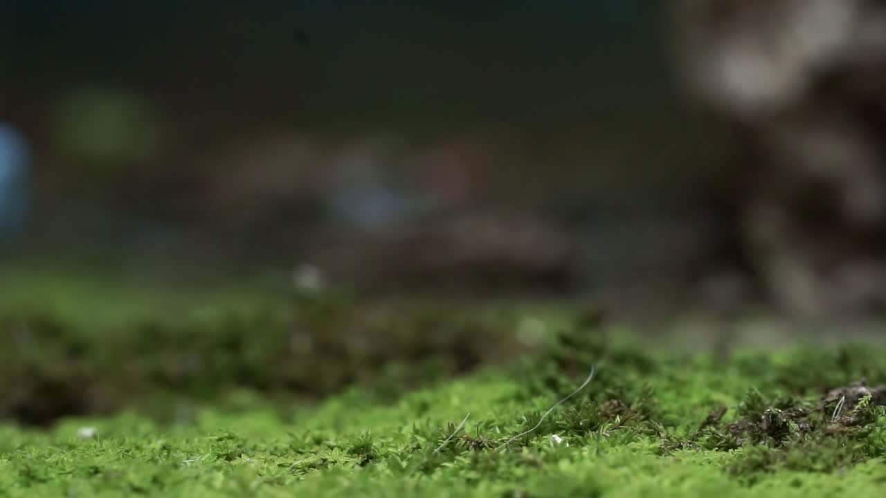 Macro statica di formiche marroni che camminano sul suolo della foresta ricoperto di muschio verde