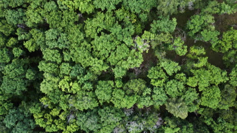 hipnotizante extensión de árboles verdes exuberantes follaje que se extiende a través del paisaje, aéreo