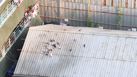 pigeons gathering and flying on a rooftop