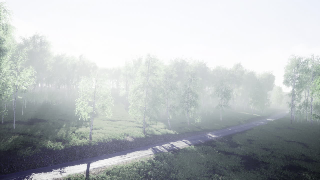 Foggy forest path leads to mysterious woods in early morning light