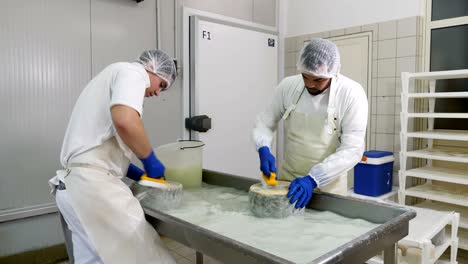 men washing cheese shapes-diary cheese fcatory- cheese production