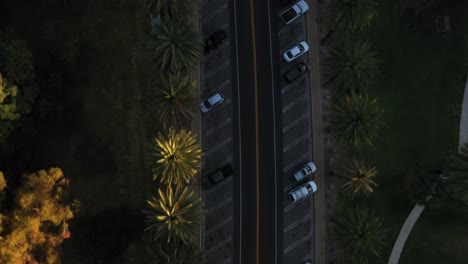 drone shot of the parking lot and cars driving down the road panning up the road with multiple palm trees on both sides during golden sunset hour in los angeles, california park