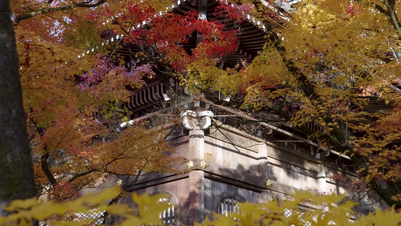 Slider across beautiful shrine building with fall colors in Japan