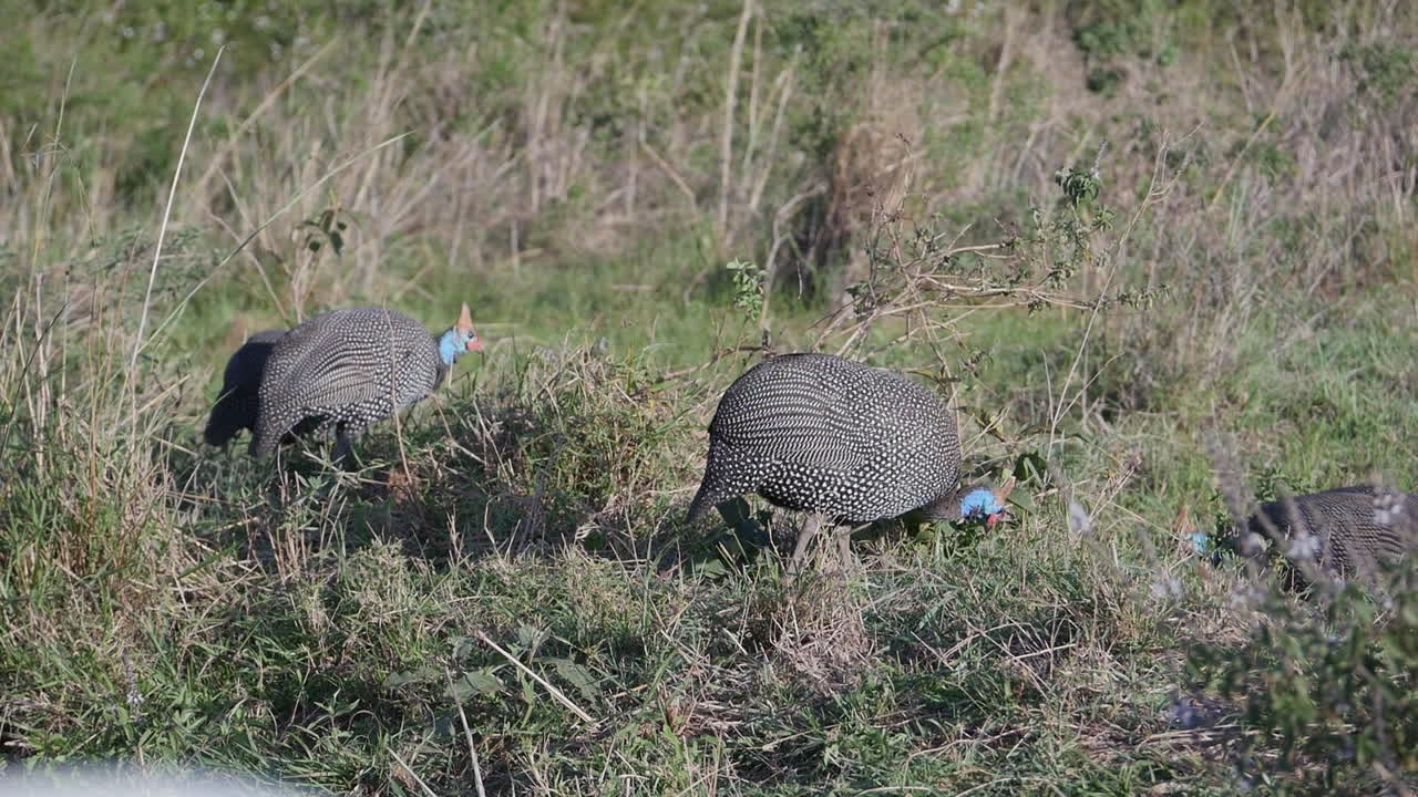 자연 서식지에 있는 뿔닭