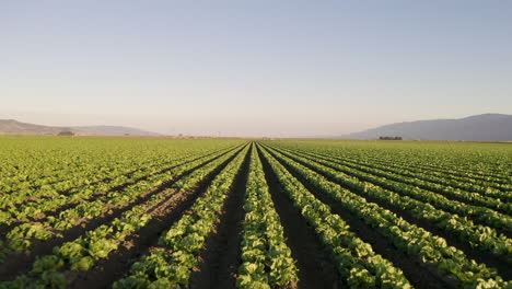 Volando-Hacia-Adelante-Y-Bajo-Sobre-Cultivos-En-El-Valle-De-Salinas,-Ca