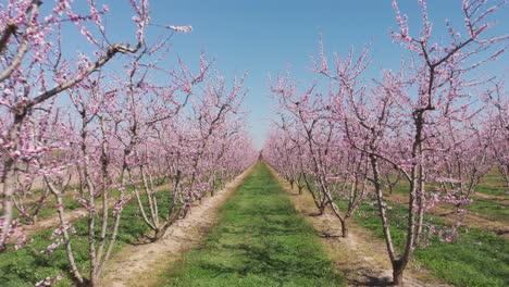 Toma-Aérea-De-Un-Dron-De-Una-Cámara-Volando-A-Través-De-Una-Granja-Agrícola-De-Melocotoneros-De-Flor-Rosa-Simétrica,-árboles-Rosados-Y-Morados-En-Flor-El-Día-De-La-Primavera