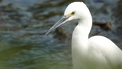 closeup portrait of a little egret on freshwater stream hunting for food