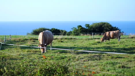 Vacas-Apacibles-En-Un-Campo-Exuberante-Con-Vistas-Al-Mar-Mientras-Se-Pone-El-Sol,-Cámara-Lenta-Cinematográfica