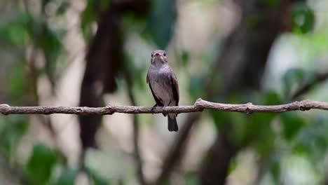 The-Asian-Brown-Flycatcher-is-a-small-passerine-bird-breeding-in-Japan,-Himalayas,-and-Siberia