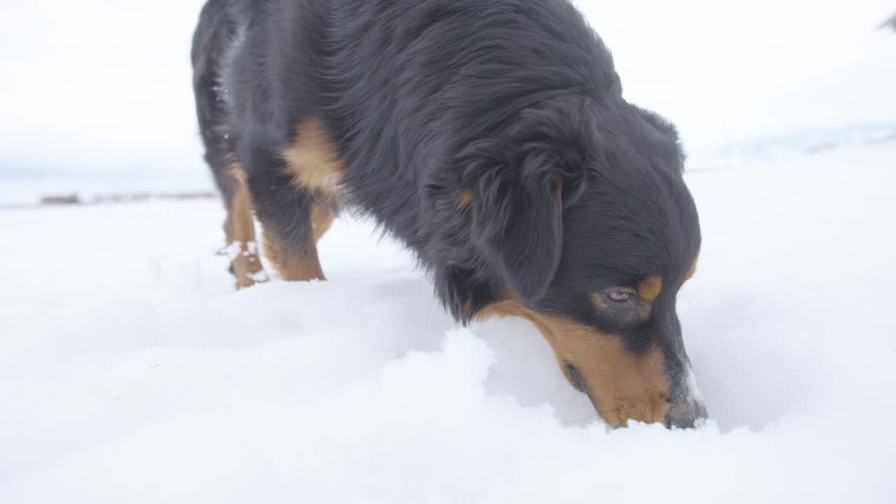 perro pastor australiano comiendo nieve en cámara lenta, 120 fps