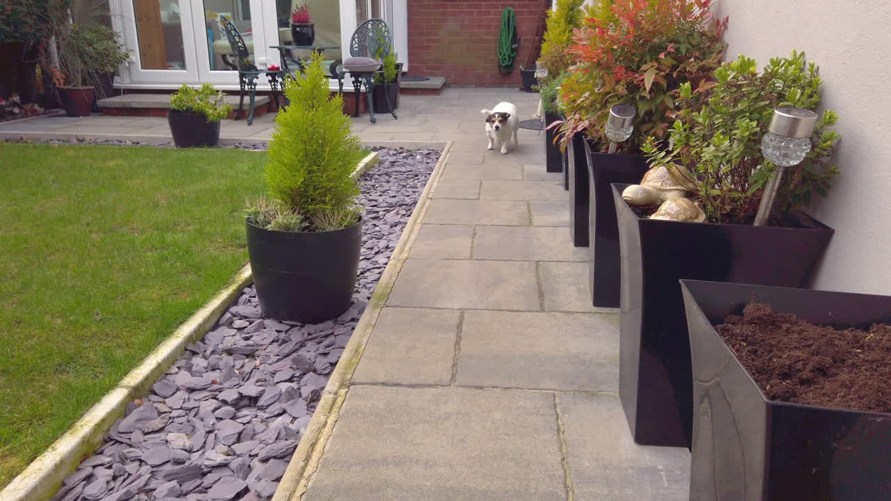 Dog runs to master in garden slomo white Jack Russell