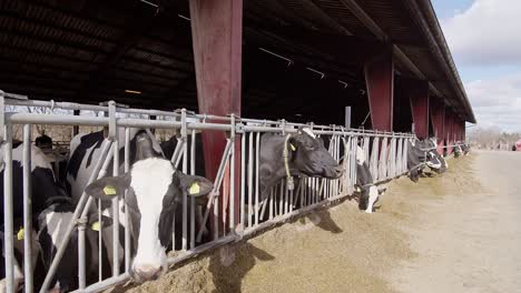 cows feeding process on modern farm