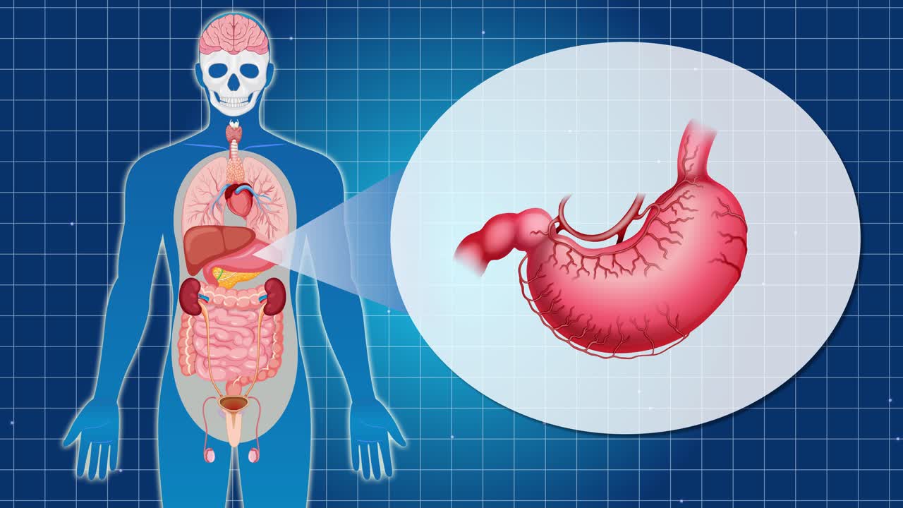 Animation illustrating the human digestive system, zooming into the stomach. Blue grid background, anatomical details, and smooth transitions