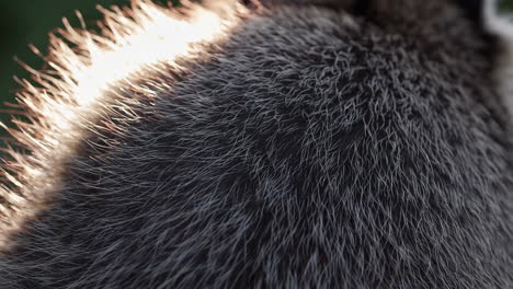 close-up of animal fur