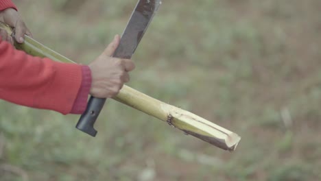 close-up of a person's hands wearing a red shirt, peeling sugarcane with a machete