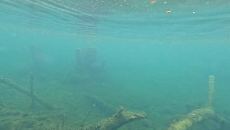 bosque submarino