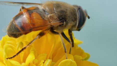 Close-up-of-Honey-bee-on-yellow-flower