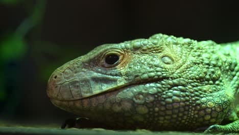 Lagarto-Caimán-Moviendo-Su-Lengua-Primer-Plano-Slomo-De-ángulo-Bajo