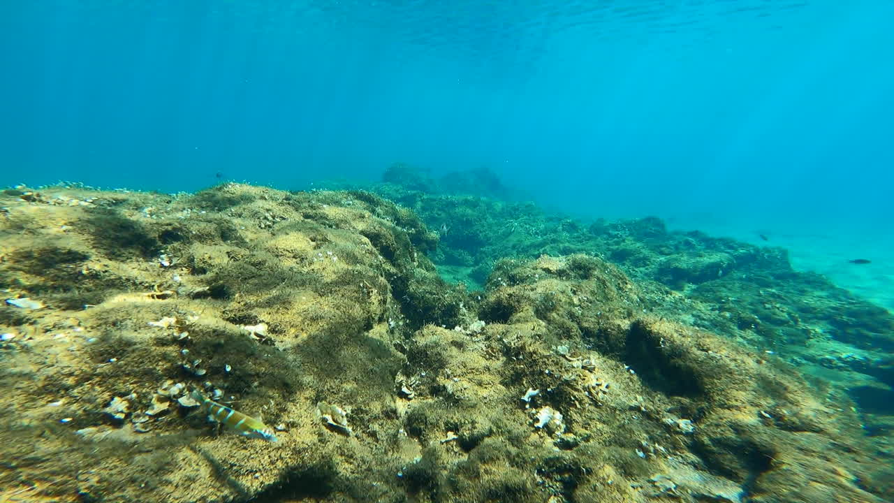 cámara de acción bajo el agua, coral en grecia con algas y vida silvestre
