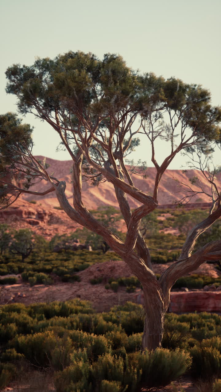 A lone tree stands tall in a desert landscape