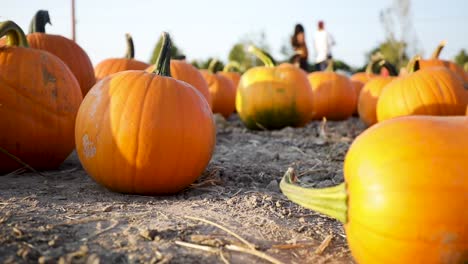 outdoor field on a sunny day with orange pumpkins for halloween decoration - pumpkin patch