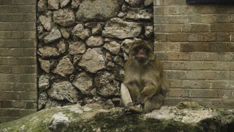 Affe-Sitzt-Auf-Stein-Mit-Ziegelmauer-Im-Hintergrund,-Handheld-Ansicht