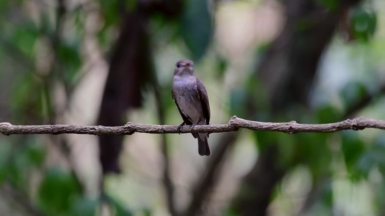 The Asian Brown Flycatcher is a small passerine bird breeding in Japan, Himalayas, and Siberia