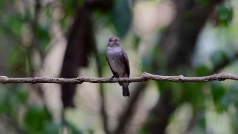 El-Papamoscas-Marrón-Asiático-Es-Un-Pequeño-Pájaro-Paseriforme-Que-Se-Reproduce-En-Japón,-Himalaya-Y-Siberia