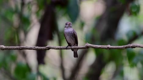 the asian brown flycatcher is a small passerine bird breeding in japan, himalayas, and siberia