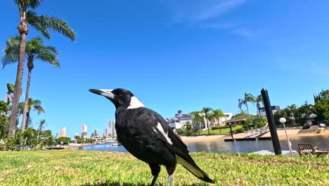 magpie explores grass under clear blue sky