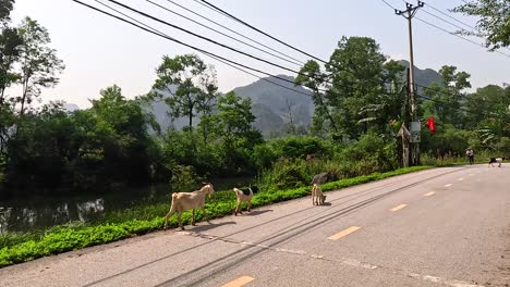 goats crossing a rural road in vietnam