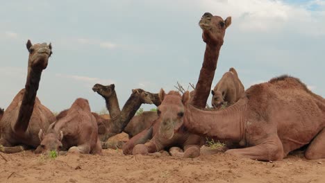 Camellos-En-La-Feria-De-Pushkar,-También-Llamada-Feria-De-Camellos-De-Pushkar-O-Localmente-Como-Kartik-Mela,-Es-Una-Feria-Ganadera-Y-Cultural-Anual-De-Varios-Días-Que-Se-Celebra-En-La-Ciudad-De-Pushkar,-Rajasthan,-India.