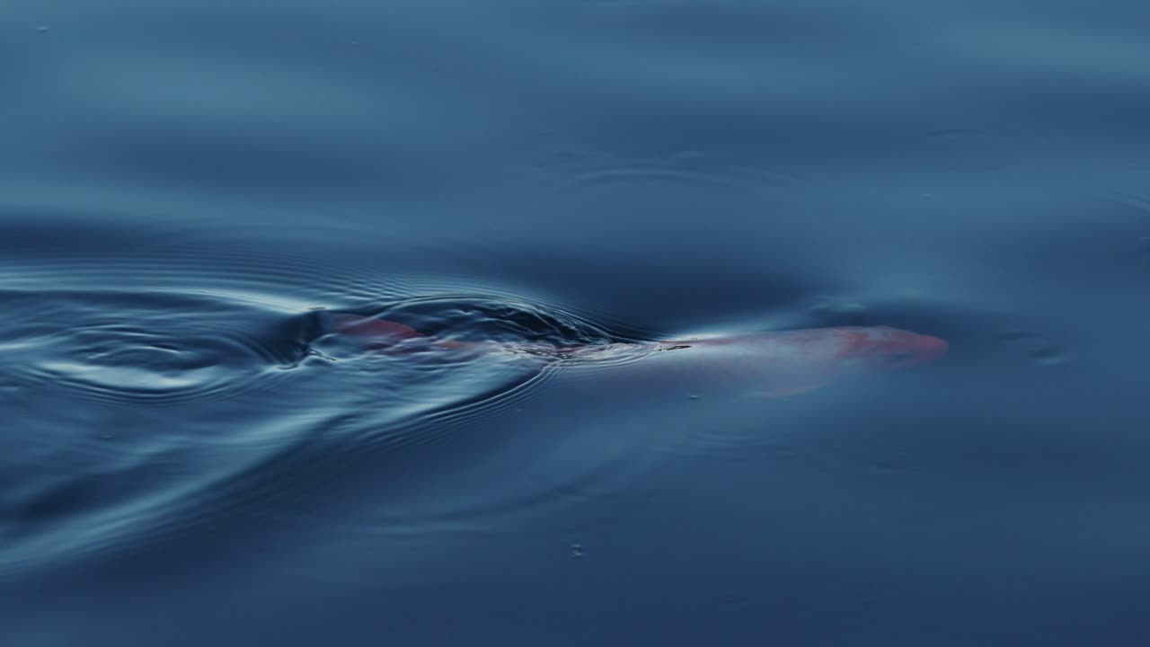파란 물 에서 헤엄치는 오렌지색 과  ⁇ 색 코이 물고기