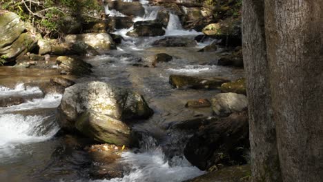 clear water flows downstream past forest tree, 4k, 60fps