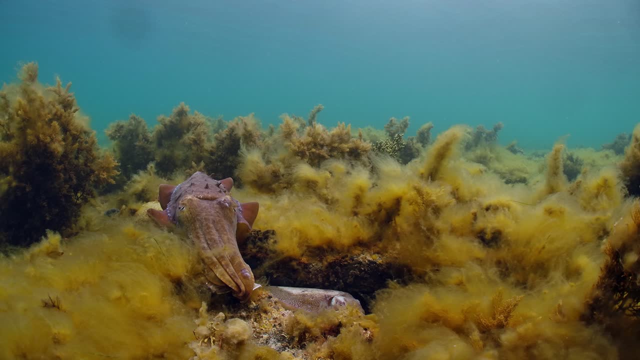 Seppia gigante australiana Sepia apama: migrazione a Whyalla, Australia Meridionale. Slow motion 4K, accoppiamento, deposizione delle uova, combattimento, aggregazione, sott'acqua.