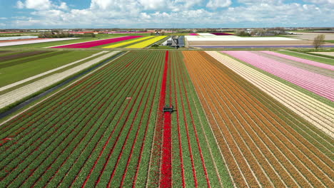 Vista-Aérea-De-Drones-Maquinaria-Agrícola-Que-Trabaja-En-Coloridos-Campos-De-Tulipanes-Corta-Flores-Bulbos-De-Mejor-Maduración