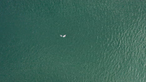 aerial: seagull flies above dead plaice on the green baltic sea