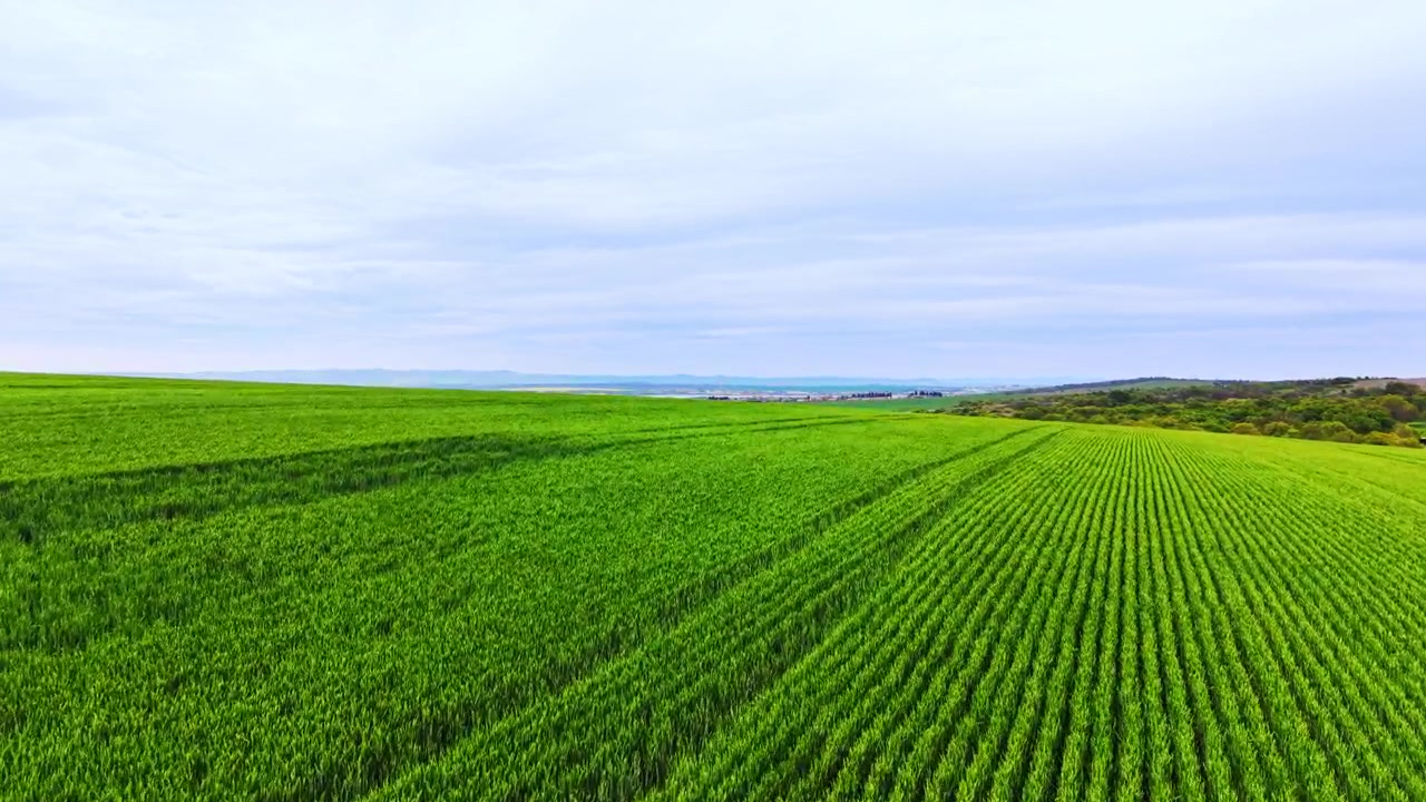 Bright green cereal rows on undulating terrain, distant blue lake and faint mountains under pale cloudy sky. Vast green wheat field stretching towards horizon, Bulgaria